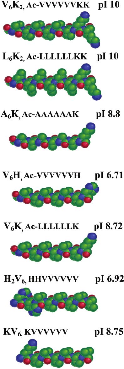 Molecular Models Of The Peptides N F C Orientations Download Scientific Diagram