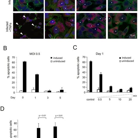 Baxbak Activation And Cytochrome C Release A Immunofluorescence