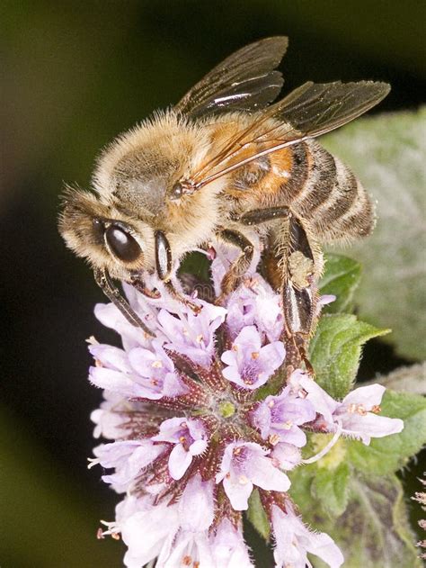 Honey Bee Apis Mellifera Stock Image Image Of Pink