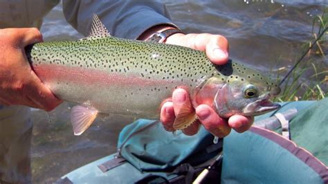 Opening Day Of The Trout Season Is Set For Saturday April Dem