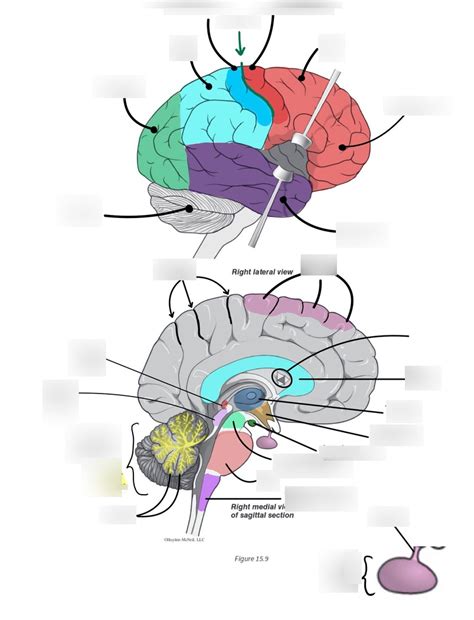 Sagittal View Of Brain Stem And Brain Lobes Diagram Quizlet