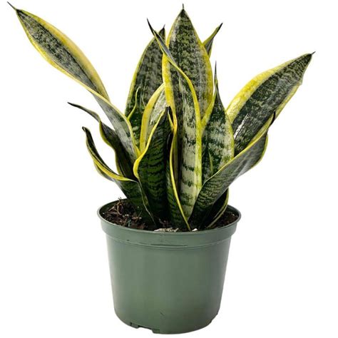 6 In Sansevieria Snake Plant Superba In Grower Pot 1035 The Home Depot