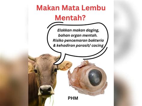 Makan mata lembu mentah boleh jejas kesihatan - Kosmo Digital