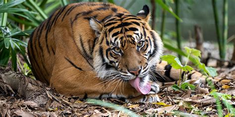 Sumatran Tiger Diet