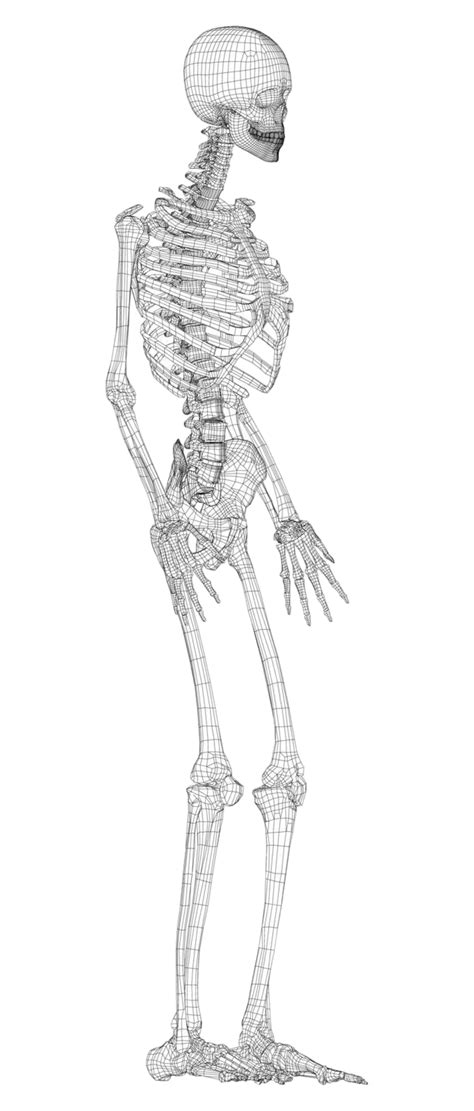 Human Skeleton Vector Column Beautiful Graphic Vector Column