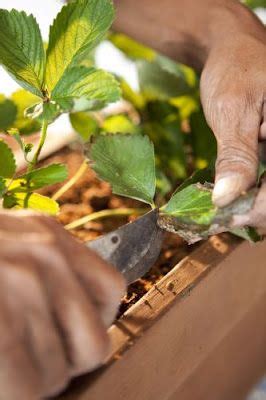 EA Nosso Futuro Comum César Torres Morango Como plantar