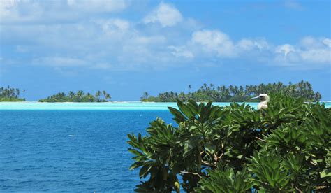 Island Conservation Notes From the Field: The Isolated Atoll of Palmyra - Island Conservation