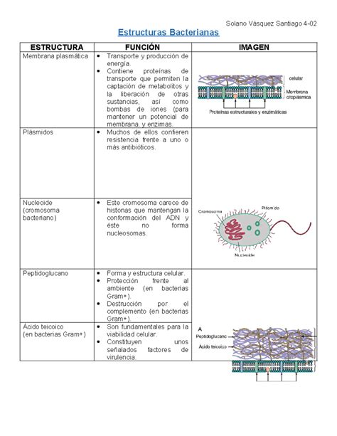 Estructuras Bacterianas Estructuras Bacterianas ESTRUCTURA FUNCIÓN