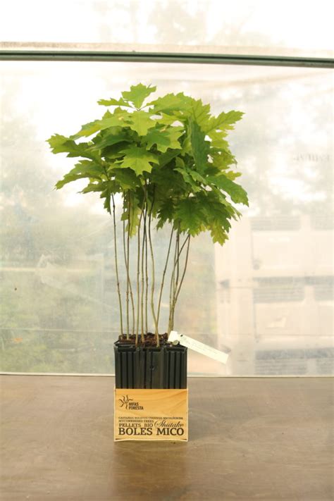 Roble Americano Quercus Rubra Micorrizado Con Boletus Edulis Caja