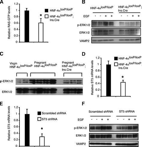 Expansion of adult β cell mass in response to increased metabolic