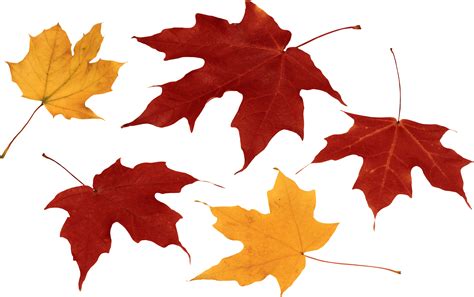 Falling Autumn Leaves Png Transparent Image