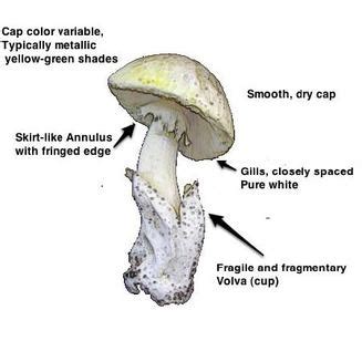 Amanita phalloides - Biota