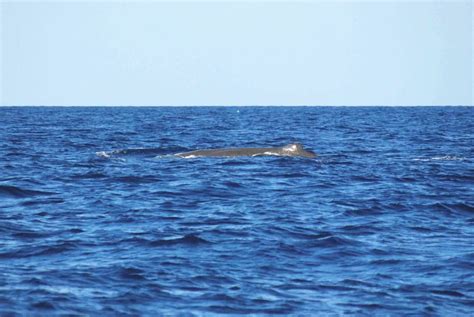 Whale Watching Adventure off São Miguel, Azores - Married with Wanderlust