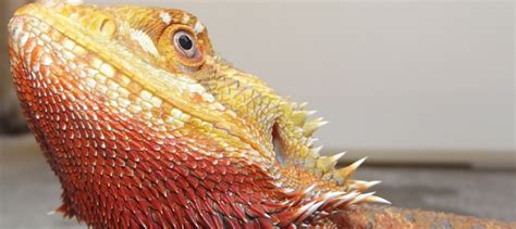 Le Pogona Vitticeps