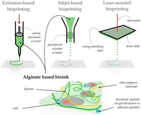 Applications Of Alginate Based Bioinks In 3d Bioprinting Abstract