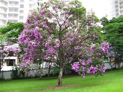 Como plantar e cuidar do Manacá da serra Tibouchina mutabilis