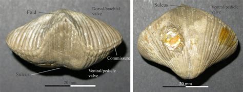 Brachiopod Morphology For Sedimentologists Geological Digressions