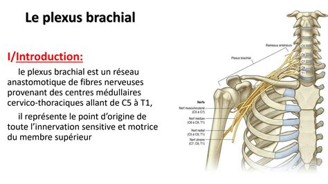 Solution Les Nerfs Du Membre Superieur Anatomie Humaine Studypool