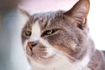 Man squinting cat | Cats, Cat pics, Funny pictures