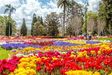 Put the Toowoomba flower festival on your calendar this spring