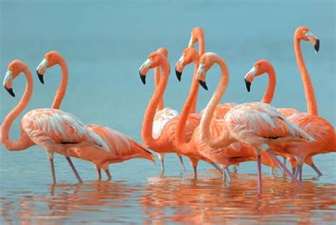 Le Saline Di Trapani Diventano Rosa Cresce Il Numero Di Fenicotteri