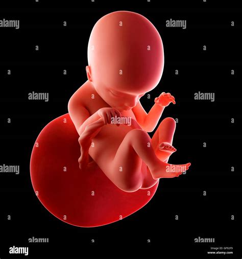 18 weeks fetus hi-res stock photography and images - Alamy