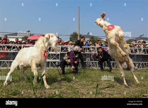 Goat Fight Hi Res Stock Photography And Images Alamy