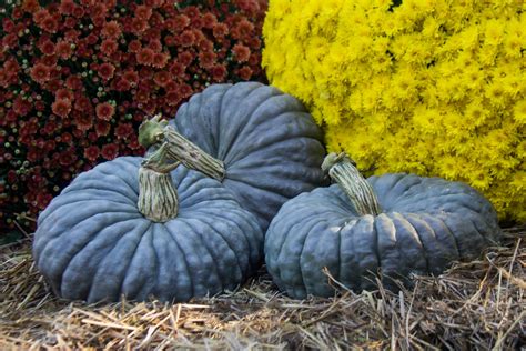 Royal Blue Flat Blue Hybrid Stacking Pumpkin