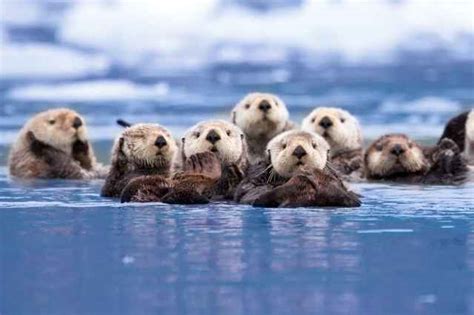 Por Qu Las Ballenas Son Tan Grandes Vista Al Mar