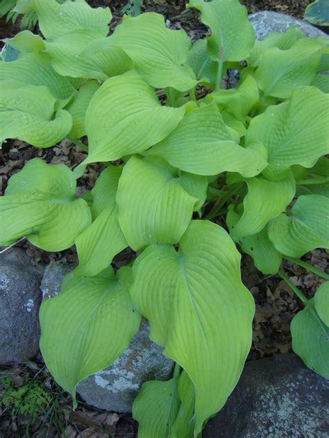 Photo Of The Leaves Of Hosta Sun Power Posted By Paul2032