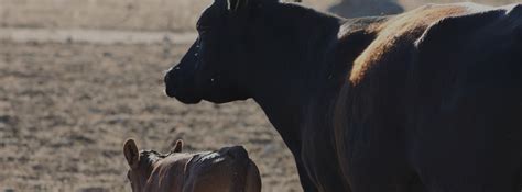 Ciclo De Vida Del Ganado Wagyu Retamar La Mejor Carne De Wagyu En