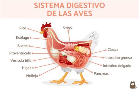 Sistema Digestivo De Las Aves Partes Y Funciones Con FOTOS