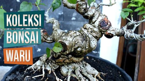 Update Koleksi Bonsai Waru India Dan Waru Taiwan Belajar Bonsai YouTube