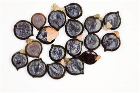 turnerseed: Pennsylvania Smartweed - Native