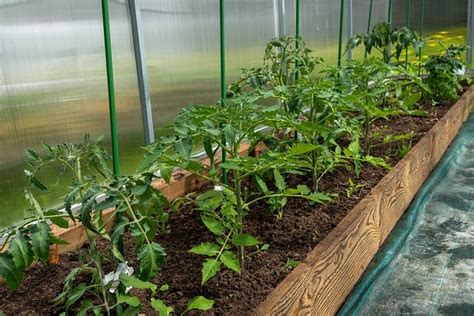 How to Grow Greenhouse Tomatoes - Gardening Channel