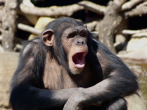 Free Stock Photo 8251 Chimpanzee | freeimageslive