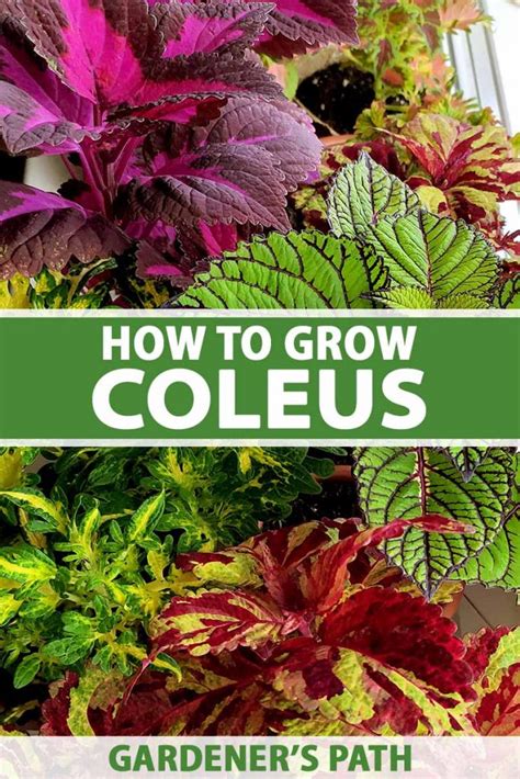 How To Plant And Grow Coleus Gardeners Path