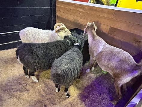 Debbie Dolittle's... - Debbie Dolittle's Animal Experience