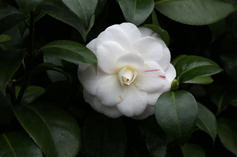 white camellia flower free image | Peakpx