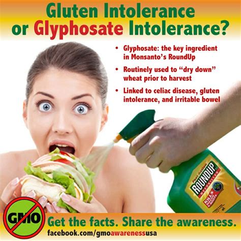 Glyphosate Wheat Linked To Gluten Intolerance Celiac Disease And