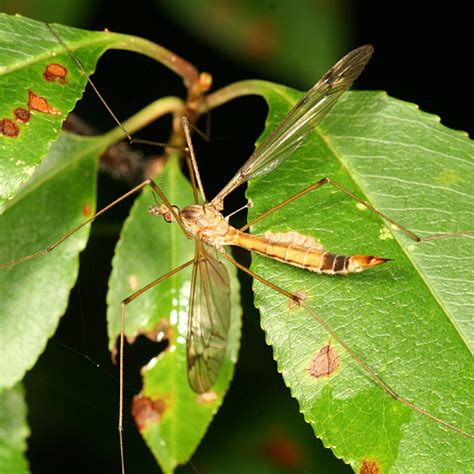 Crane Fly Tipula Bugguide Net