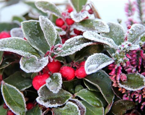 Green And Flower Plants For Balconies And Terraces In Winter