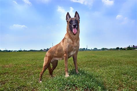 Belgian Malinois Growth Size Guide | Trifi Blogs