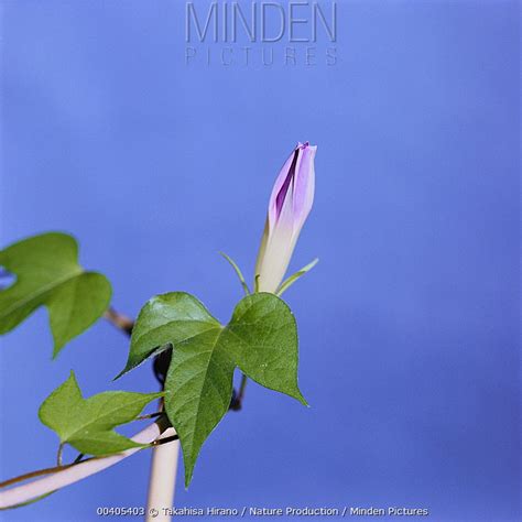 Japanese Morning Glory stock photo - Minden Pictures