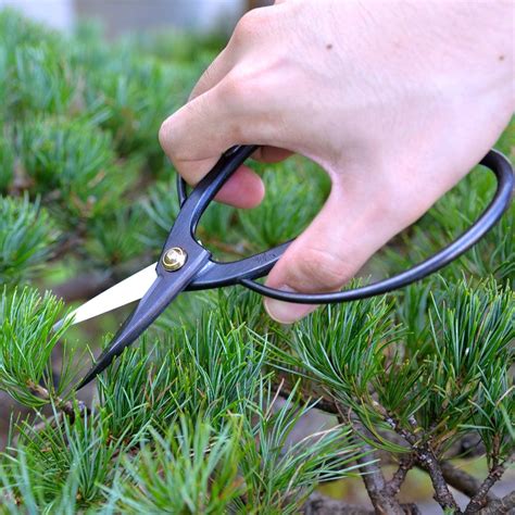 Kakuri Bonsai Trimming Scissors 68 Professional Bonsai Tool Review Japanese Garden Craft