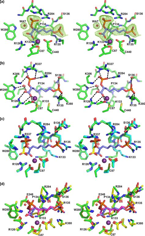 Stereo View Of The Active Site Of The Enzyme In Complex With Only