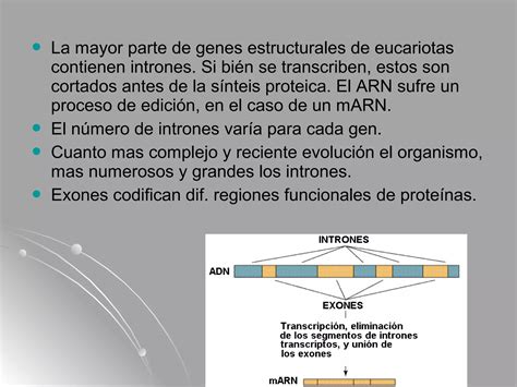 Clase 7 organización del genoma humano PPT