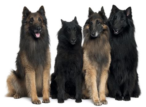 Belgian Shepherd Breeders Australia | Belgian Shepherd Info & puppies