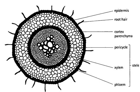 39 Structure Of Transport Tissues In Plants Biology Notes For A Level