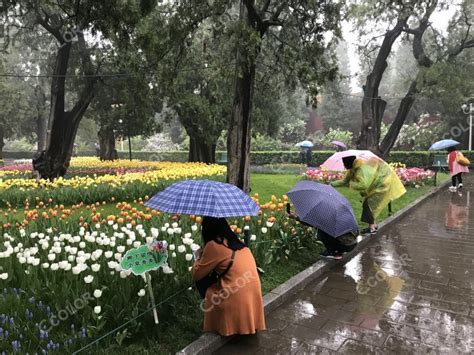 中山公园2018年春花暨郁金香花展 休闲旅游 卡乐图片